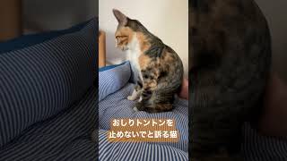 おしりトントンを止めないでと訴える猫