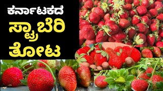 Strawberry plant growing Kannada | Strawberry farming in India | ಸ್ಟ್ರಾಬೆರಿ ಕೃಷಿ