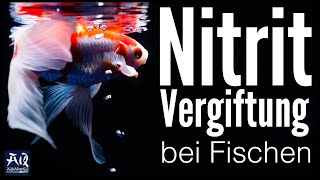 Nitritvergiftung bei Fischen! Das kannst du tun! | AquaOwner