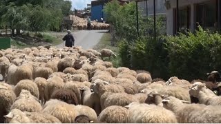 Nis shtegtimi i tufave te dhenve, nga zonat e ngrohta drejt kullotave malore | ABC News Albania