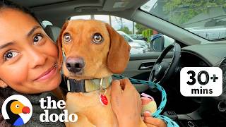 30+ Minutes Of The Most Heartwarming Foster And Adoption Stories We've Ever Seen | The Dodo