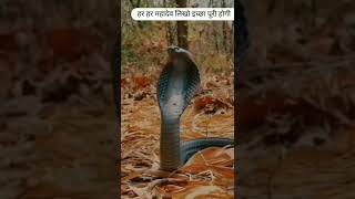 👉bam bam bhole snake viral #short video 🙏viral #shorts ☠😱video YouTube short video👈