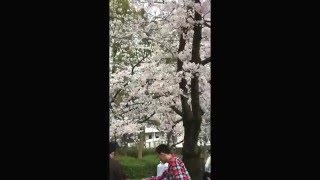 桜花見2016年～毛馬桜之宮公園（大阪）の桜開花状況 満開♡（4月3日）４月上旬ころまで見頃♪　①/②Osaka's Kemasakuranomiya Park in spring