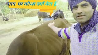 मेरी गाय गुस्से में क्यों है। my cow gusse mein hai #village life #