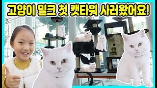 고양이 밀크 첫 캣타워 사러 고양이 용품점에 갔어요! 어떤 캣타워를 샀을까요? [사랑아놀자 LOVE\u0026TORY]