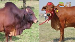 An Introduction to Sahiwal Cattle |  ਸਾਹੀਵਾਲ ਨਸਲ ਬਾਰੇ ਆਮ ਜਾਣਕਾਰੀ