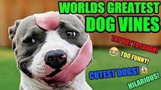 Funny Dog Videos [try not to laugh challenge 2019]
