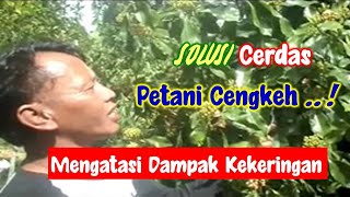 Ekstrak Rumput Laut: Solusi Cerdas Petani Cengkeh Mengatasi Dampak Kekeringan