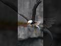 Eagle grabs a huge fish and takes to the air with its massive cargo.