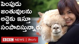 Rental Alpacas : ఈమె ఉద్యోగం మానేసి, ఈ పెంపుడు జంతువులను అద్దెకు ఇస్తూ సంపాదిస్తున్నారు | BBC Telugu