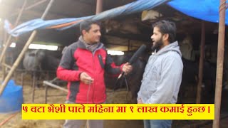 बिदेशमा भन्दा धेरै नेपालमै कमाऊछु ! १ बर्षमै ५ भेसी बाट १३ भैसी छन , नेपालमा गरे जेपनी हुन्छ ।