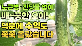 오이 노균병 진딧물 제로! 덕분에 농가 수익은 수직 상승