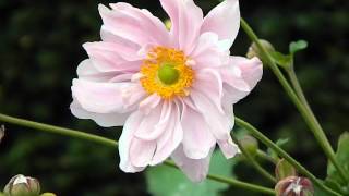 Anemone hybrida Konigin Charlotte