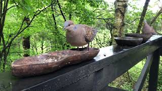 風の季の野鳥のテラス 2020/5/19