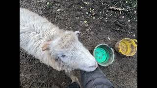 Morning Sheep Time 18 Feb 2025