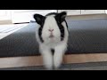 Rabbit SMASHES into camera and bumps his head