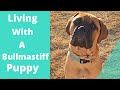 Living with a bullmastiff puppy (17 weeks old)