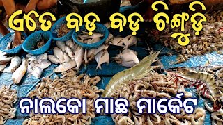 ବଡ଼ ବଡ଼ ଚିଙ୍ଗୁଡ଼ି ମାର୍କେଟ ରେ | Nalco fish market | Kulad vlog | Angul vlog | FCI chowk | #odiavlog