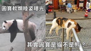 圓寶軟爛睡姿曝光 圓寶妹是貓不是熊？端午節狂吃粽子不減肥的原因竟是腿太長