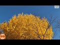 【切り抜き】紅葉🍁甲州街道いちょう並木　ginkgo tree lined road　撮影日：2024 11 30【live camera clip】