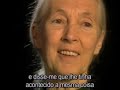 jane goodall escritora e etÓloga o belo e a consolaÇÃo