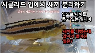 입에서 새끼를 키우는 시클리드 새끼분리하기 -열대어박사- 물생활