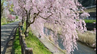 春なのに　　柏原 芳恵　　　　　茂木町道の駅　桜のプロムナード