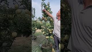 Apple tree side branch pruning process- Good tools and machinery can increase work efficiency