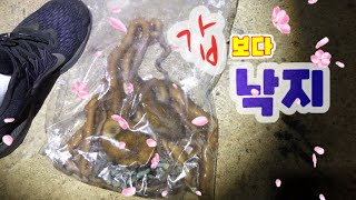 봄갑이가 손님고기로 올라오는 낙지 시즌이 왔습니다! 삼천포 바다생활낚시 낙지낚시 낙지포인트 삼천포봄갑오징어 삼천포산란갑오징어 남해 산란갑오징어낚시