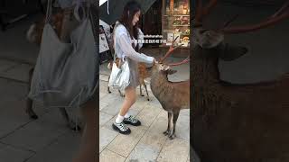 奈良鹿搶走我的梳子啦🦌🦌🦌 #奈良鹿 #奈良 #nara #deer