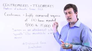 Centromeres and Kinetochores | Chromosomal Function