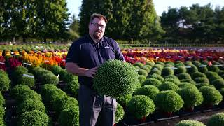 Ball Mums - New Varieties for 2024 from Ball Seed