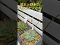 多肉植物の花のシーズン到来　 多肉植物 多肉植物のある暮らし 花 美女と野獣