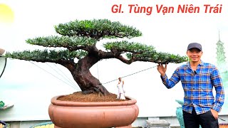 Tùng Vạn Niên Trái. Cảnh BonSai Phù Mỹ Bình Định Giao Lưu Nhiều Tác Phẩm Đẹp Lh Zalo #0905999111