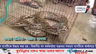 কুমিল্লায় ধানক্ষেতে এসে জালে ধরা পরলো ১৫ ফুট লম্বা অজগর