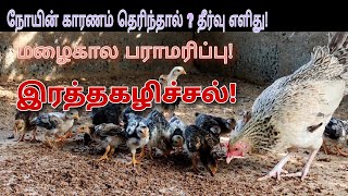 மழைகாலங்களில் ஒருமாத கோழி குஞ்சுகள் ஏன் இறக்கிறது? தீர்வு?