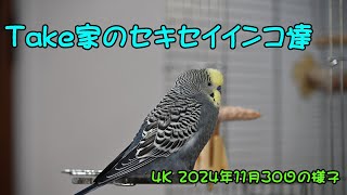 ４K動画　Nikon Z６Ⅲ　24-120/４Sで撮影のセキセイインコ動画