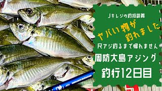 尺アジ釣るまで帰れません。周防大島アジング釣行12日目。ヤバい物が釣れてしまいました…。