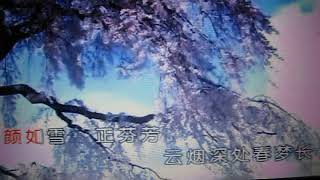 《樱花梦》【WB】（甫人--望海高歌）