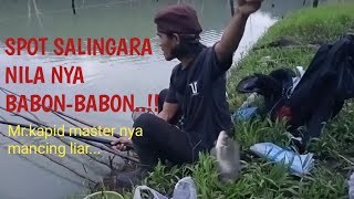 LAGI GACOR,BABON IKAN NILA PADA MAKANIN,SPOT SALINGARA @cingmancingkuyy388