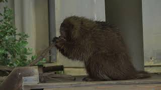 カナダヤマアラシ (浜松市動物園)  Canadian porcupine (Hamamatsu City Zoo)