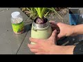 the gorgeous transformation of waste insulating cup hyacinth finds a new home 廢舊保溫杯的華麗變身：風信子找到了新家