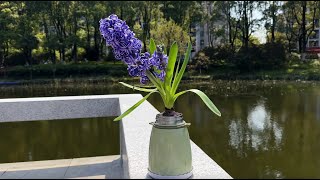 The Gorgeous Transformation of Waste Insulating Cup: Hyacinth Finds a New Home 廢舊保溫杯的華麗變身：風信子找到了新家