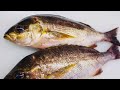 【イサキのさばき方】世界一わかりやすい 初心者用 三枚おろし～刺身 by鮮魚店 きのした生魚店 広島県東広島市西条 2021 how to fillet grunt