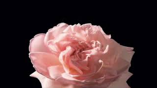 Nirvana - In Bloom (slowed + reverb)