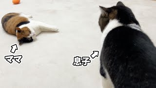 久しぶりに再会したママ猫と遊びたい息子猫の行動が可愛かったw