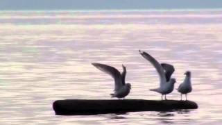 Seagulls on Floating Log