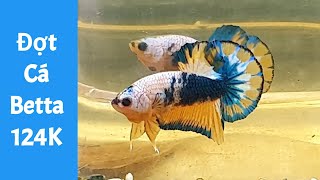 Đợt cá betta 124k Nemo.copper , Koi copper , Yellow Fancy Vip | Zalo 0907 724 007