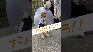 【ちゃちゃ丸】エリカラ生活が終わり自由を手に入れた柴犬 #shorts