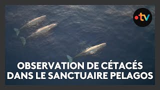 Observation de cétacés dans le sanctuaire Pelagos, dauphins, baleines, cachalots…